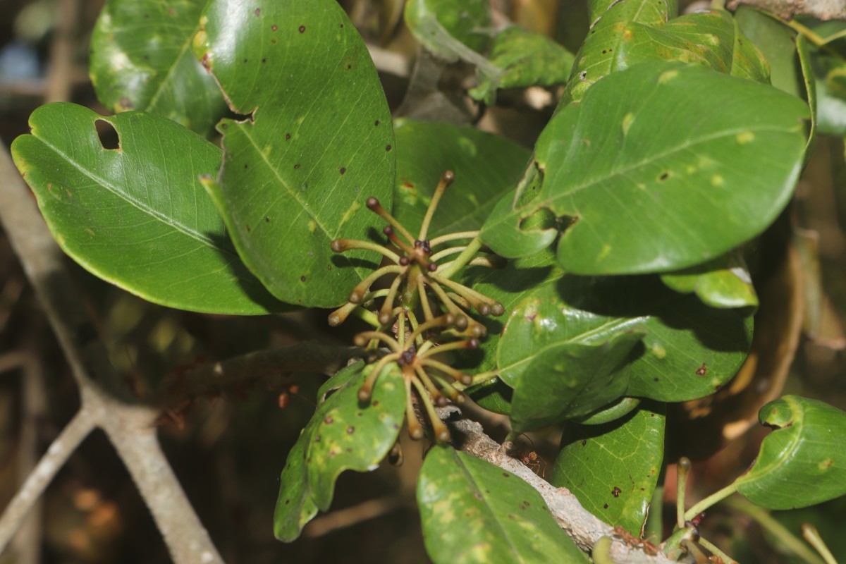 Manilkara hexandra (Roxb.) Dubard